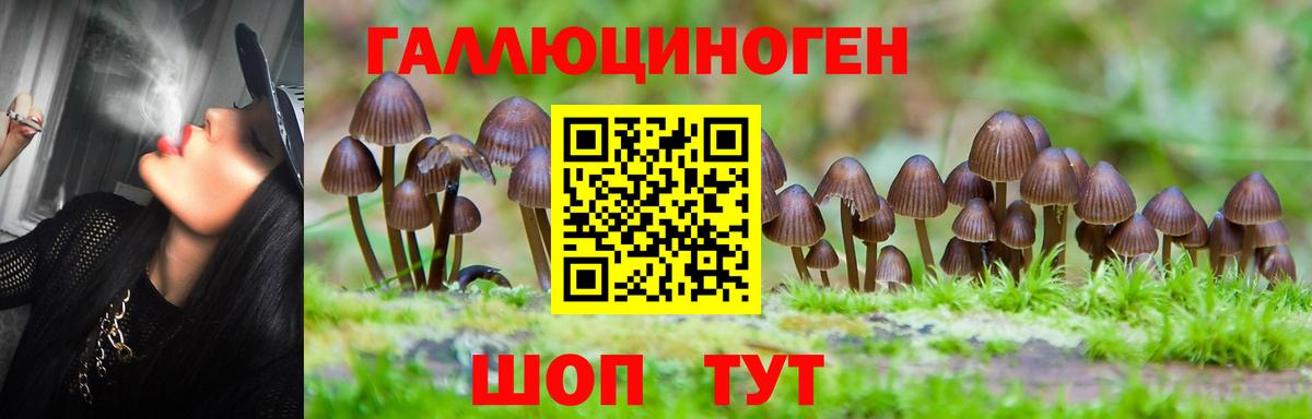 купить наркотики цена  Вход с VPN  Краснодар  Псилоцибиновые грибы Psilocybe 
